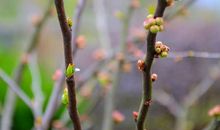 人生的春天_550字