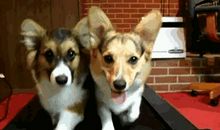 形容不识抬举的歇后语