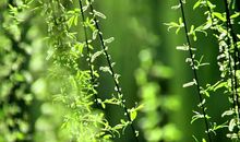 校长新学期国旗下讲话：一年之计在于春