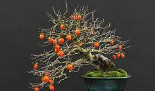 像花那样思考_750字