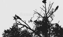 乌鸦的辩解_600字