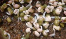 暑假种豆芽_450字