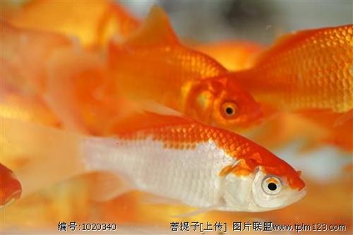 小金鱼_350字