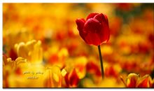 书页里盛开的爱_1500字