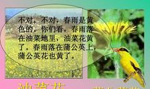 春雨落在什么里_350字