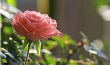 岁月无常，请你原谅_1200字