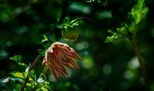 未结果的花_600字