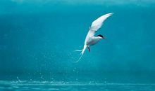 [7月渴望]我渴望当教师_600字