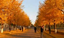 校园的秋天_600字