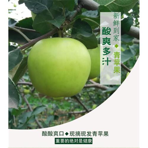 绿苹果，涩_800字