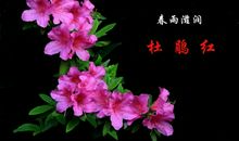 滋润万物的春雨_350字