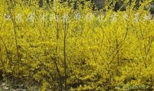 我的同学黄馨纯_550字