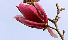 一颗纯洁善良的心_1500字