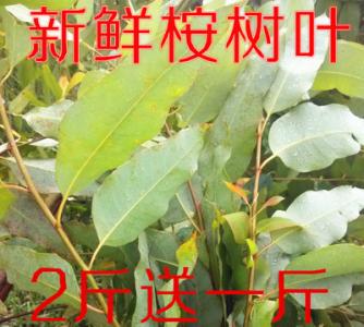 秋天桉树_700字