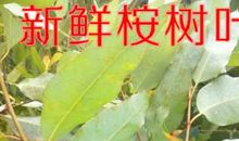 秋天的桉树叶_700字