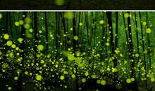 夏日的夜晚_300字