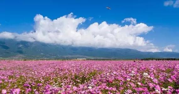 gusang开花_650字