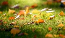 秋天、落叶、雨_1200字