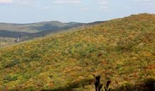 横头山奇树_550字