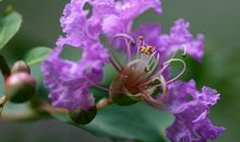 寒假征文：乡间野趣_1000字