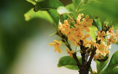 芳香树_350字