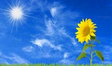 像向日葵一样活着，等待阳光洒满一地_550字