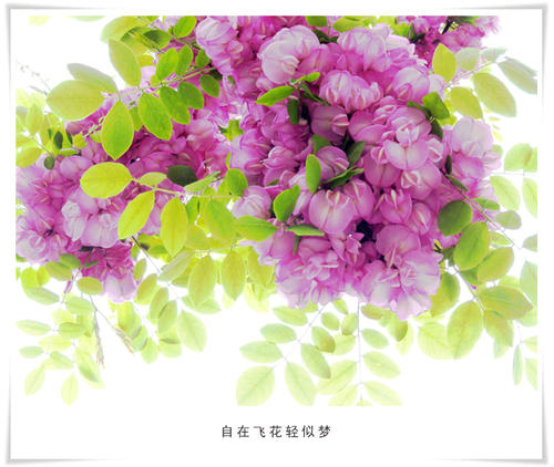 关于祖父的论文：当花芬芳时，梦想_1500字