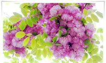 关于外公的作文：槐花香沁儿时梦_1500字