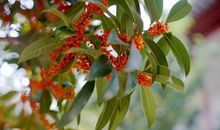 九月桂花飘_650字