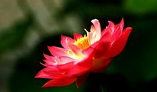 或许是我的年轻我的叛逆从而没有珍惜花开　_900字