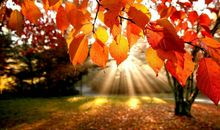 秋天的校园_300字