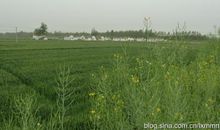 家乡的田野_550字