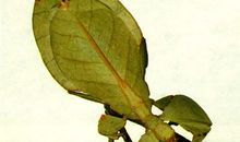 动物的雌雄变换