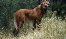 人类活动对野生动物的影响