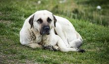 有趣的动物睡眠