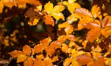 深秋的清晨_250字