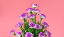 兜售假花草 号称能治病_150字