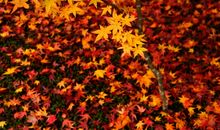 美丽的秋_1500字