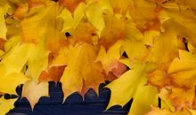 美丽的秋天_1200字