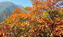 美丽的秋色_400字