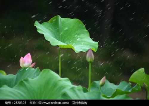 雨中“微笑着”_650字