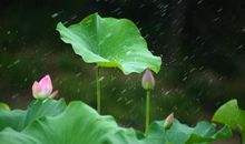 雨中的“笑花”_650字