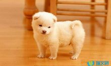 小狗，你在哪？_550字