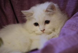 我的小猫_400字