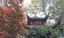 [六月征文]停车坐爱枫林晚_900字