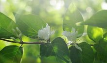 消逝的流年_1200字