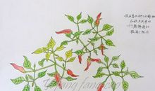 我的小辣椒_800字