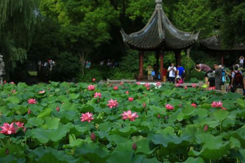 夏天莲花池_250字
