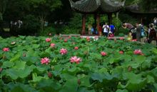 夏日的荷塘_250字