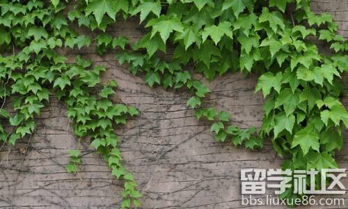 爬山_350字
